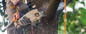 Reliable Washington, MO Tree Services Solutions
