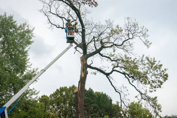 Best Tree Removal  in Washington, MO