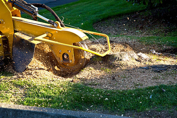 Best Grass Overseeding  in Washington, MO
