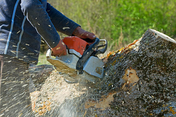 Best Root Management and Removal  in Washington, MO