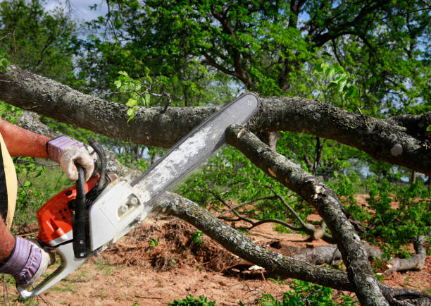 Best Arborist Consultation Services  in Washington, MO