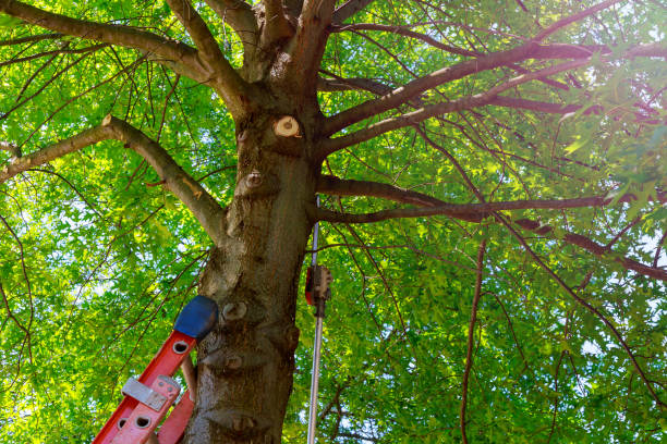 How Our Tree Care Process Works  in  Washington, MO